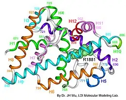 Description de l'image Androgen_receptor_3-d_model.jpg.