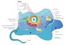 Schéma d'une cellule animale