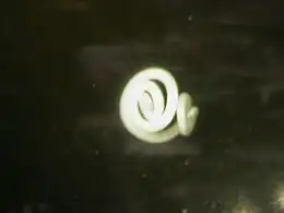 Description de l'image Anisakis.jpg.