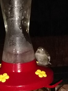 oiseau pris en photo au flash immobile la nuit, sur le bord d'un réservoir de nourriture pour oiseaux