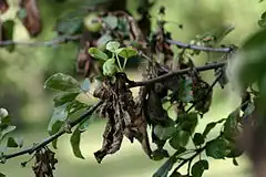 Description de l'image Apple tree with fire blight.jpg.