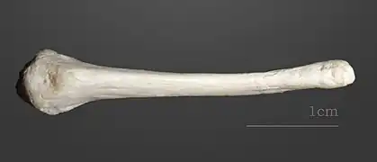 Castor d'Europe  (collection MHNT)