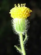 Arnica discoidea (Californie, États-Unis).