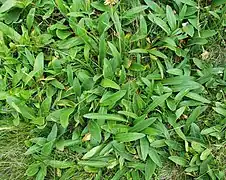 Rosettes au Markstein.