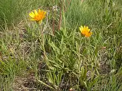 Arnica sororia (Montana, États-Unis).