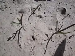 Photo en couleurs de trois petites plantules poussant sur sol clair et sec.