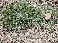 Photo en couleurs de deux rosettes poussant sur sol caillouteux. Chacune est recouvert d'un caillou au centre.