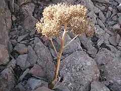 Photo en couleurs d'une plante séchée porteuse de nombreuses graines.