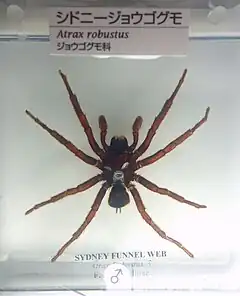 Description de l'image Atraxrobustus.jpg.