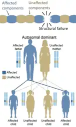 En revanche, les défauts héréditaires des protéines structurelles (tels que l’ostéogenèse imparfaite, le syndrome de Marfan et les syndromes d’Ehlers–Danlos) sont généralement autosomiques dominants, car il suffit que certains composants soient défectueux pour rendre toute la structure dysfonctionnelle. C'est une mutation dominante négative : Soit 2 gènes dans la même cellule, le produit du gène muté affecte négativement un produit de gène non muté.