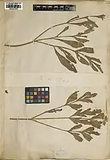 Photo d'une planche d'herbier, avec des feuilles pennatiséquées, portant l'inscription au crayon « B.H. 1843 ».