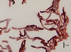 Description de l'image Bacillus megaterium DSM-90 cells.jpg.