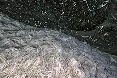 Description de l'image Beggiatoa.jpg.