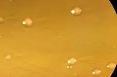 Description de l'image Bifidobacterium bifidum CDC 20527.jpg.