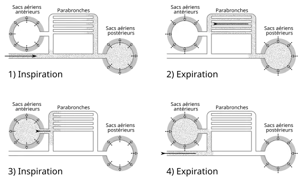 Flux de l'air à travers les sacs aériens et les poumons des oiseaux