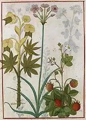 Dans un cadre rouge, dessins tridimensionnels et détaillés d'un hellébore blanc, d'un butome et d'un fraisier en fleurs et en fruits dont les feuilles se chevauchent.