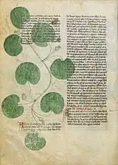 Page de manuscrit avec deux colonnes de texte en gothique, en partie recouvertes par une illustration en couleur d'une tige feuillée d'Asaret portant quelques fleurs.