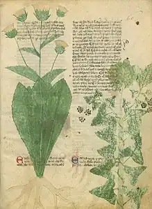 Page de manuscrit avec plusieurs paragraphes de texte en deux colonnes, partiellement recouverts par les dessins de deux plantes : à gauche, une grande plante occupant toute la hauteur du folio, avec une rosette de feuilles basales spatulées formant comme un cornet autour d'une tige portant des inflorescences en capitules jaune ; à droite, une liane de lierre enroulée autour du tronc d'un arbre atrophié aux feuilles de chêne.
