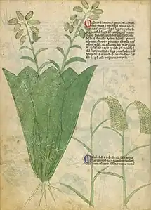 Page de manuscrit montrant, à gauche, une grande plante occupant toute la hauteur du folio, avec une rosette de feuilles basales spatulées formant comme un cornet autour de deux tiges portant des fruits oblongs et striés, et à droite, deux paragraphes de texte, celui du bas étant traversé par les tiges de deux graminées aux panicules tombantes.