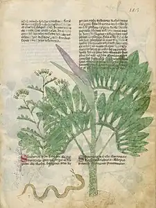 Page de manuscrit avec plusieurs paragraphes de texte en deux colonnes et les dessins détaillés de deux plantes : à gauche, une plante aux feuilles pennatifides et aux fleurs en ombelles ; à droite, une plante de taille bien plus importante recouvrant partiellement le texte et l'illustration de gauche, aux feuilles digitées, à la tige mouchetée, au spathe courbé vers la gauche et découvrant un spadice violacé ; à gauche du pied de la grande plante, un serpent ondule et tire la langue.