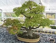 Un petit arbre dans un pot.