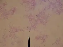 Description de l'image Botony_Exam_1_004.JPG.