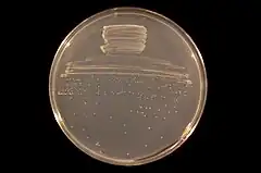 Description de l'image Bradyrhizobium diazoefficiens USDA 110 on TY agar.jpg.