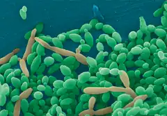 Description de l'image C tropicalis YC466.png.