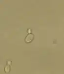 Photographie au microscope optique de deux levures en bourgeonnement.