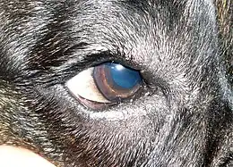 Description de l'image Canine distichiae.JPG.