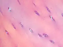 Cartilage hyalin au microscope.