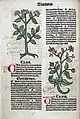 Cerfeuil commun et cardamome (édition latine, 1491).