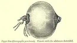Description de l'image ChiggerBMNH.jpg.