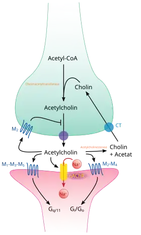 Synapse chlolinergique