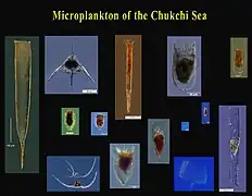 Tintinnides d'Arctique.