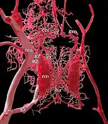 Polygone de Willis chez le mouton.