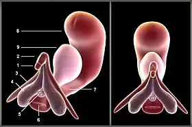 Image colorée sur fond noir, commentée.