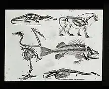 Comparaisons de divers endosquelettes de Vertébrés