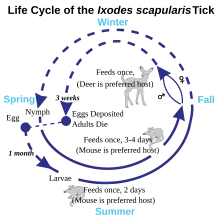 Schéma du cycle de vie d'une tique.