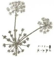 Dessin d'une ombelle centrale et deux ombelles latérales, avec des détails des fleurs et des fruits