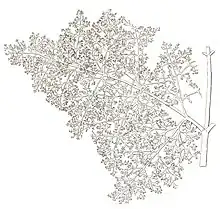 Dessin d'une feuille finement découpée