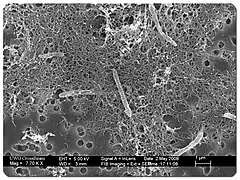 Description de l'image Desulforudis audaxviator.jpg.