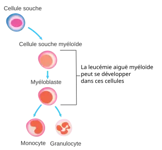 hematopoïèse et cellule pourvant engendrer une LAM