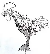 Schéma du coq.