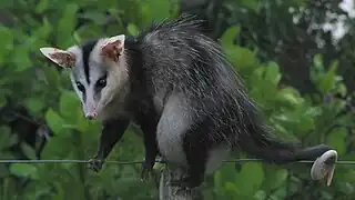 Opossum à oreilles blanches se maintenant sur un fil de fer.