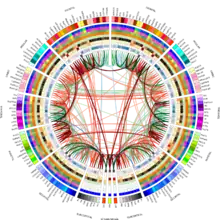 Connectogramme d'un sujet de contrôle en bonne santé, incluant 5 mesures nodales supplémentaires non incluses dans le connectogramme standard. De l'extérieur vers l'intérieur, les anneaux représentent la région corticale, le volume de matière grise, la surface, l'épaisseur corticale, la courbure, le degré de connectivité, la force des nœuds, la centralité intermédiaire, l'excentricité, l'efficacité nodale et la centralité des vecteurs propres. Entre le degré de connectivité et la force du nœud, un cercle vide a été ajouté en tant qu'espace réservé.
