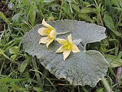 Fleurs mâle et femelle (ovaire infère bien visible).