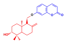Formule topologique d'un composé aromatique bicyclique de type benzopyrane lié par pont éther-oxyde à une chaîne à quinze carbones bicyclique et hydroxylée.