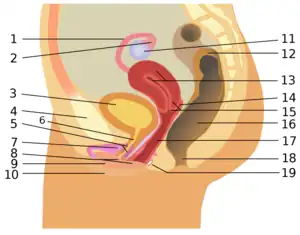 Appareil génital féminin : 1. Trompes de Fallope 2. Fimbria 3. Vessie 4. Symphyse pubienne (os pubien) 5. Glande de Skene 6. Urètre 7. Clitoris avec bulbe du vestibule 8. Vestibule vulvaire 9. Petite lèvre 10. Grande lèvre 11. Ovaire 12. Côlon sigmoïde 13. Utérus 14. Cul-de-sac vaginal (fornix)&nbsp;(en) 15. Col de l’utérus (cervix) 16. Rectum 17. Vagin 18. Anus 19. Glande de Bartholin.