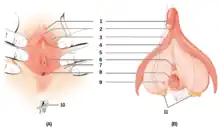 Diagrammes de face et en coupe de la vulve